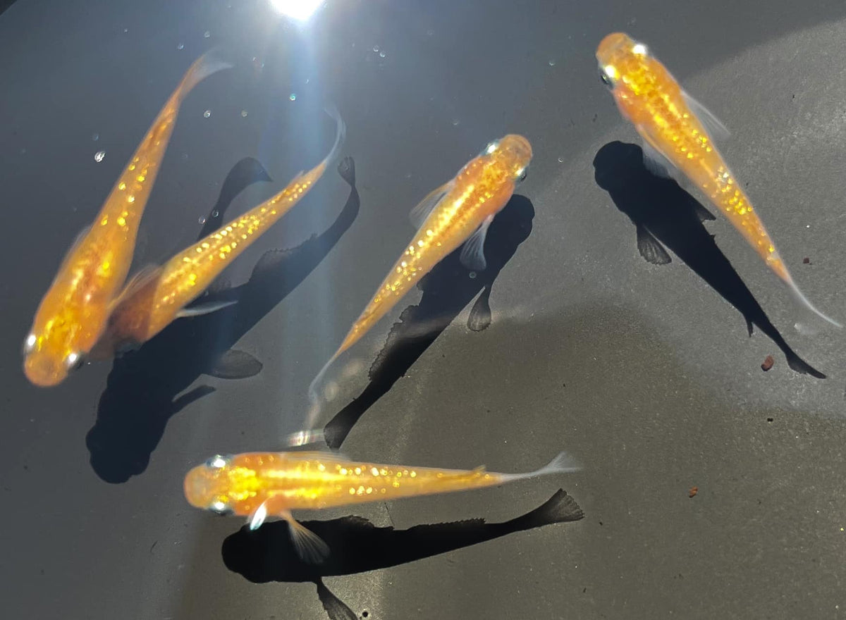 Ricefish – Aquascaping Canvas