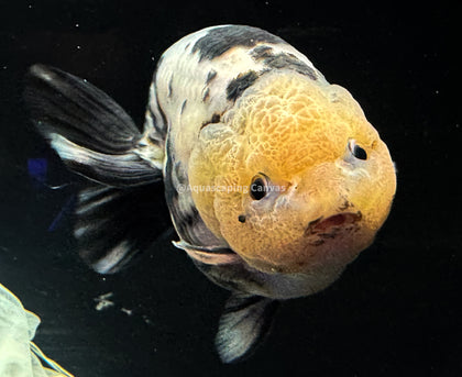 Goldfish Corner