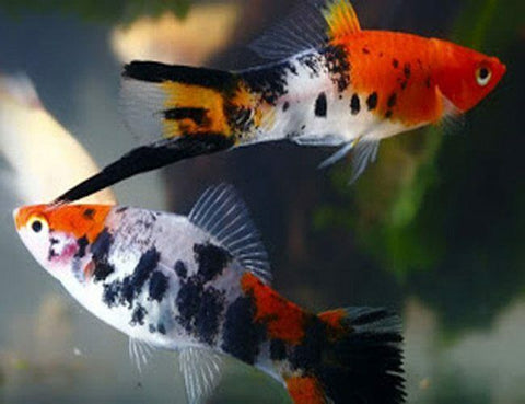 Sanke Swordtail