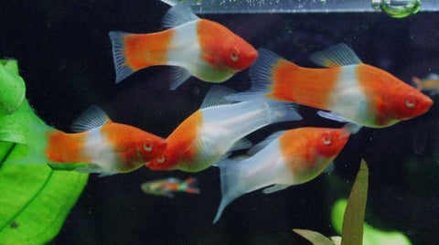 Kohaku Swordtail