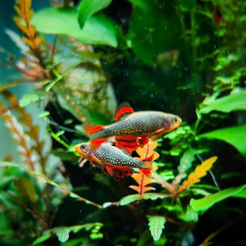 Celestial Pearl Danio - Galaxy Rasbora - CPD - Danio Margaritatus