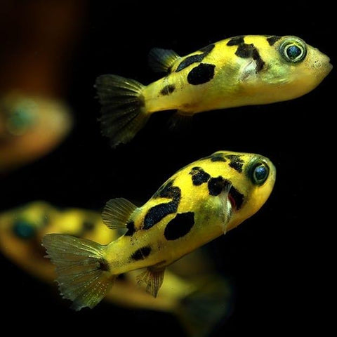 Indian Dwarf Pea Puffers