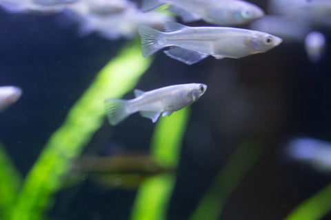 Platinum White Medaka Ricefish