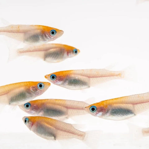 Orange Ricefish Orange Red Cap