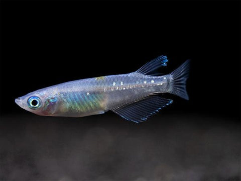 Sparkle Blue Medaka Ricefish