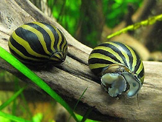 Rasbora – Aquascaping Canvas
