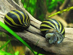 Zebra Nerite Snails