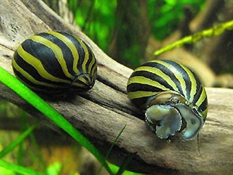 Zebra Nerite Snails