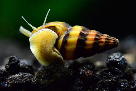 Assassin Snails