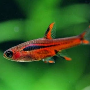 Chili Rasbora- Boraras Brigittae