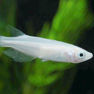 Shiro Medaka Ricefish