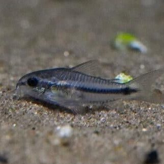 Pygmy Cory Dwarf Catfish - Corydoras Pygmaeus